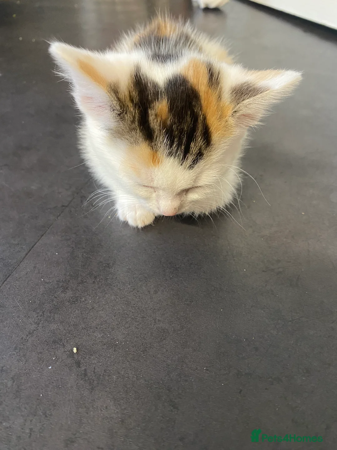American Wirehair cats for sale: 1 Kitten left (Female) - Advert 2