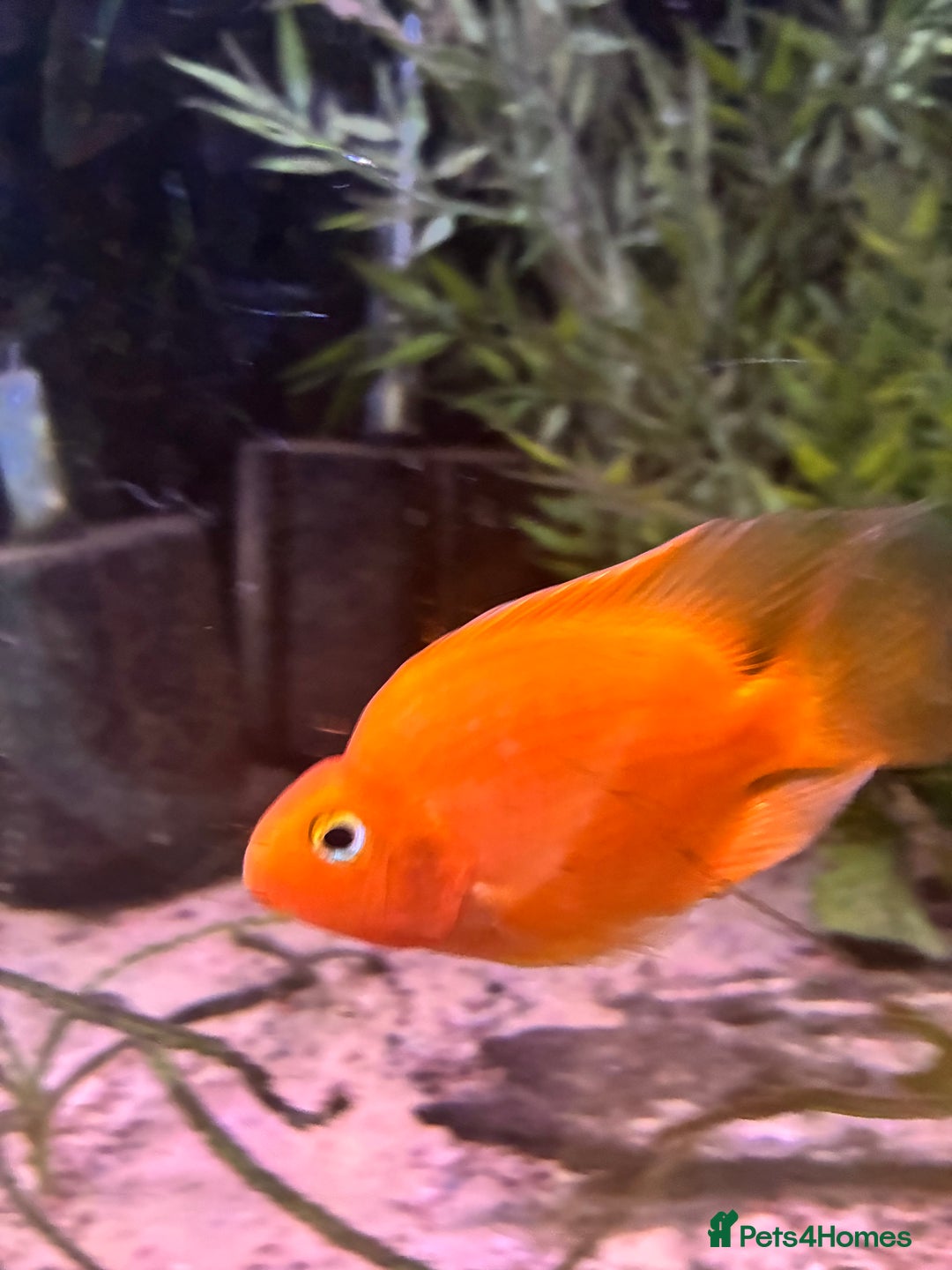 Cichlids fish for sale: 4 blood parrots cichlids  - Advert 2