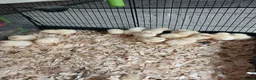 Chickens poultry for sale: 1 week old leghorn hybrids chicks - Advert 2