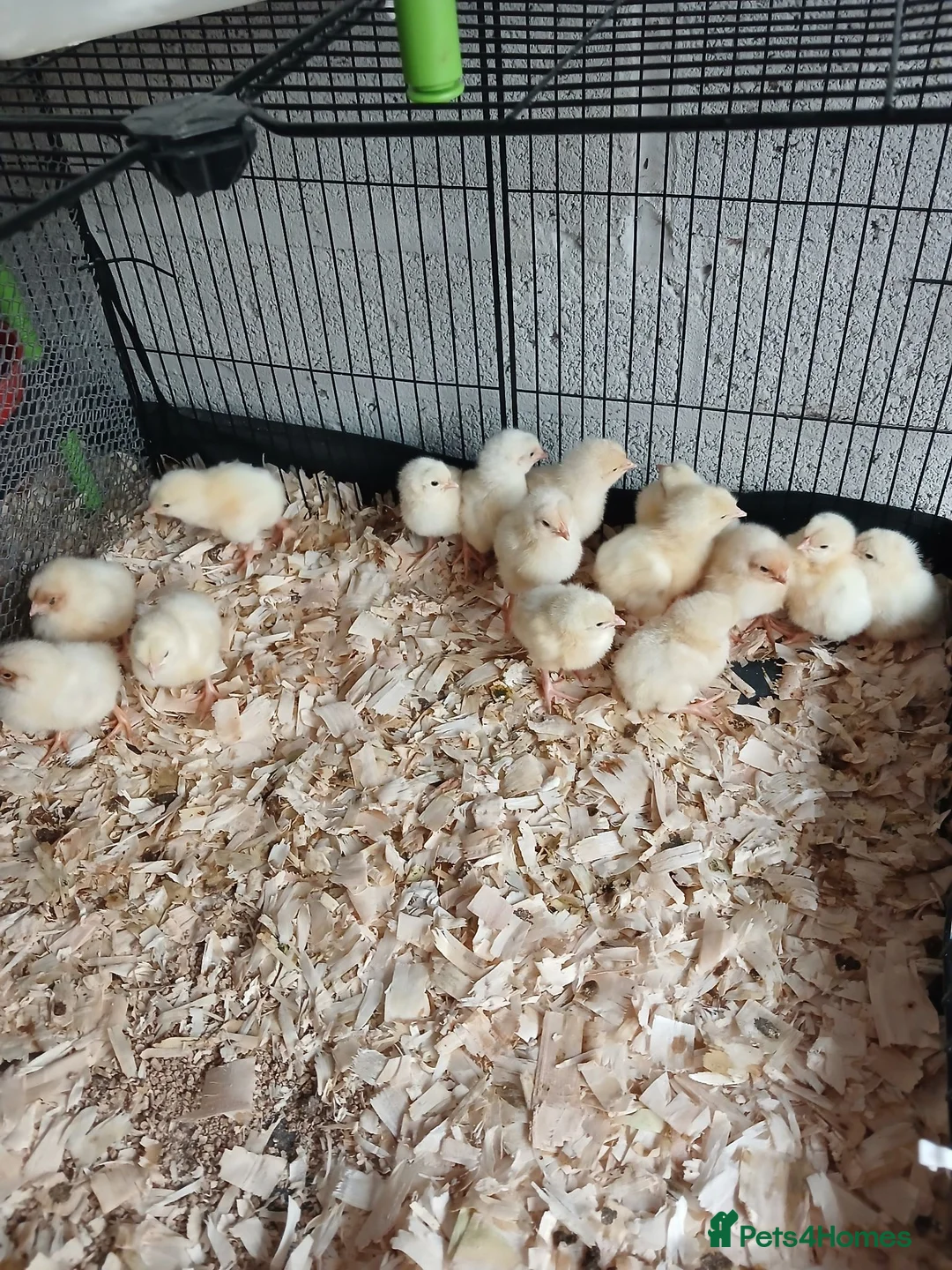 Chickens poultry for sale: 1 week old leghorn hybrids chicks - Advert 2