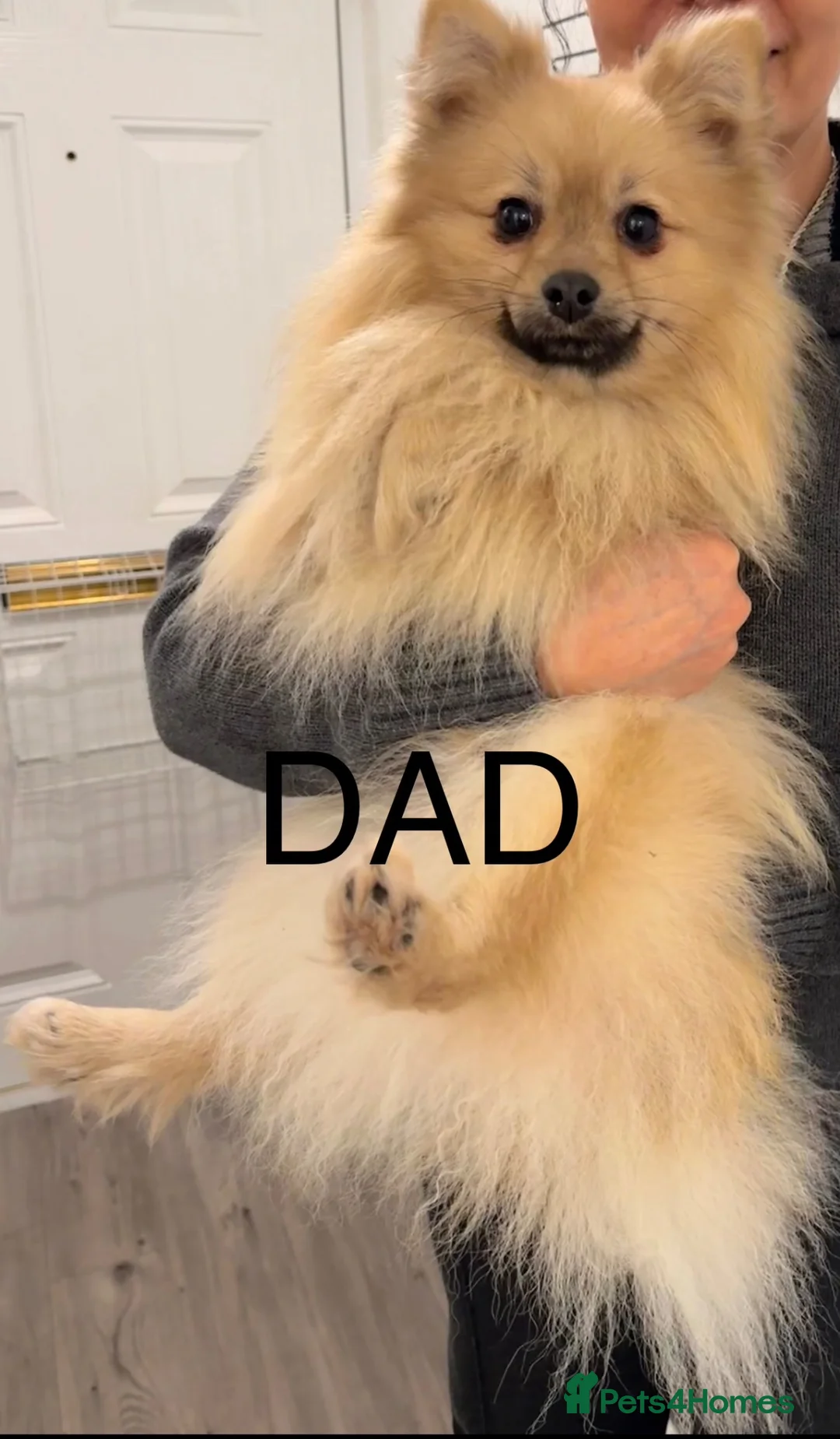 Pomeranian dogs for sale: ✨🐶 9  Beautiful Pomeranian Puppies  - Advert 2
