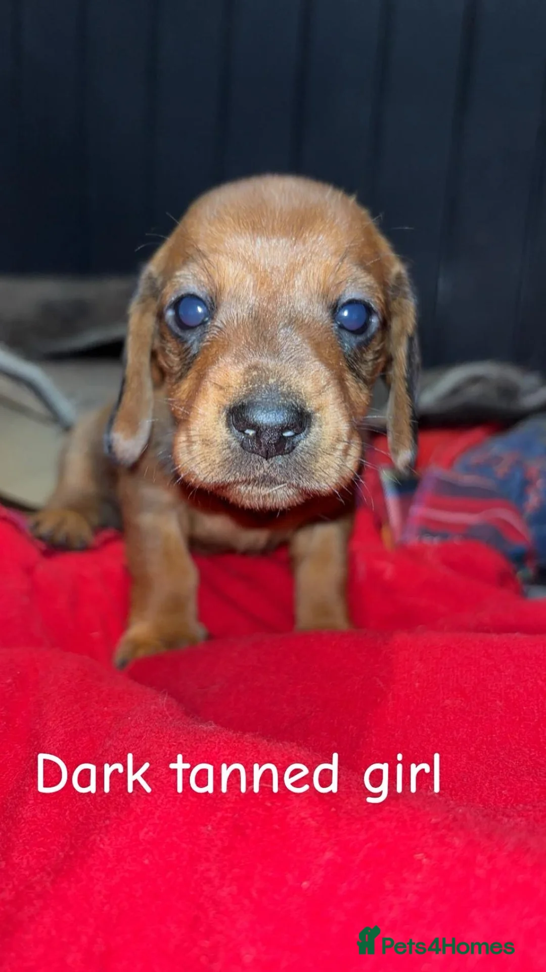 Dachshund dogs for sale: Sausage dogs last 2!  - Advert 3