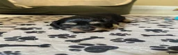 Miniature Dachshund dogs for sale: Kc Reg, Health Tested, IVDD Screened Mum  - Advert 5