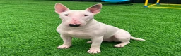 English Bull Terrier dogs for sale: (Sadie) Beautiful English bull terrier female  - Advert 4