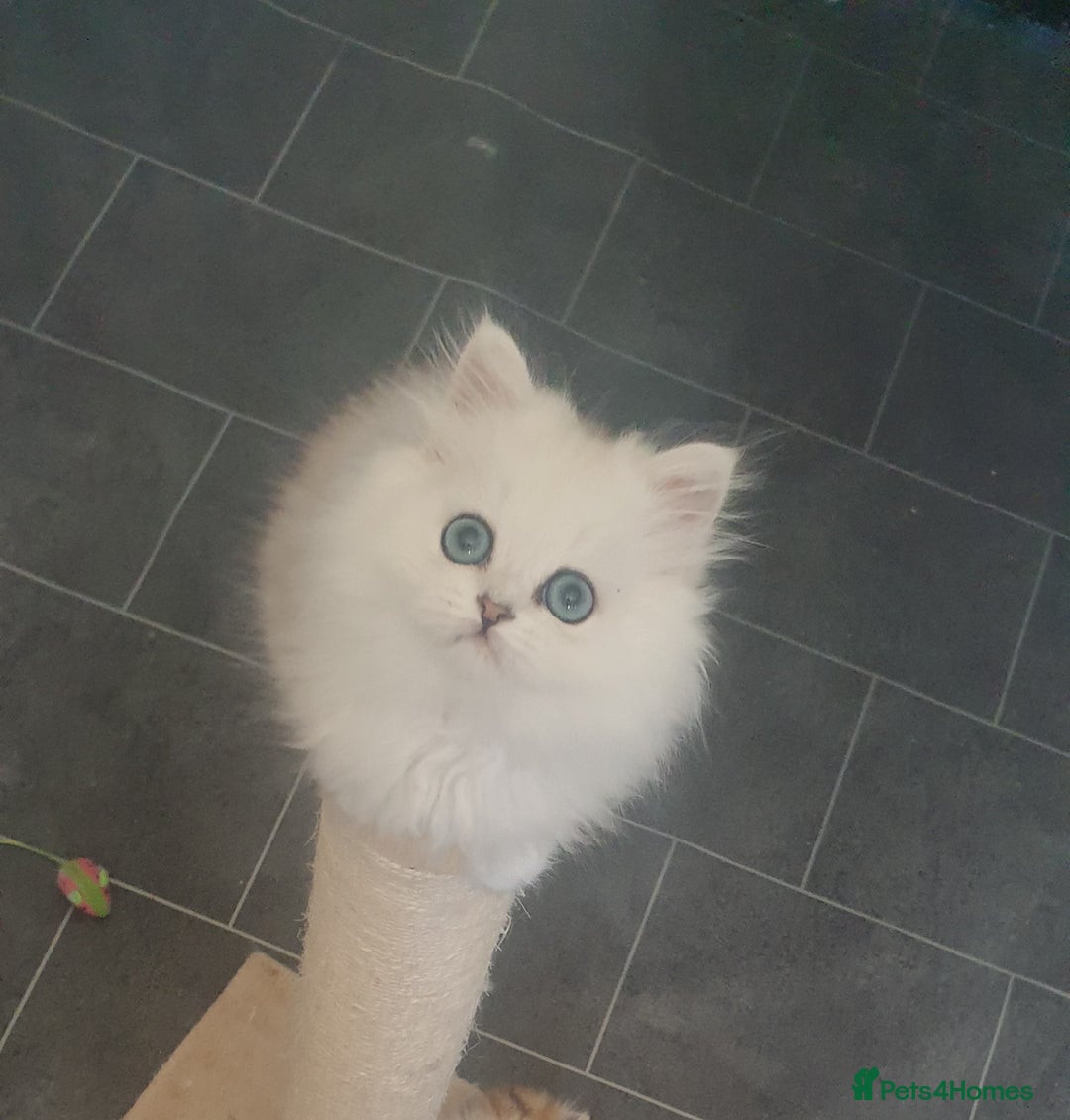 Persian cats for sale: 🌟2 Beautiful Pedigree Chinchilla Persian Kitten🌟 - Image 23