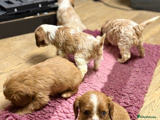 Cavalier King Charles Spaniel dogs Specialist Health Tested Cavalier King Charles - Advert 17