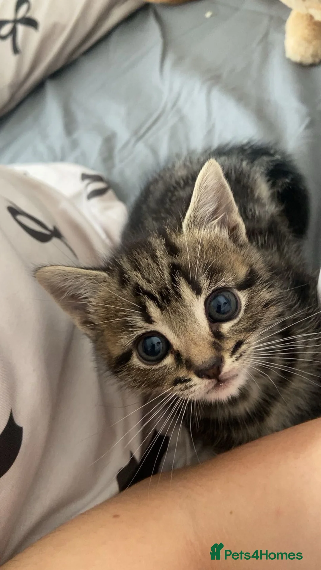 Domestic Shorthair cats for sale: domestic short hair kitten in Swindon - Advert 4