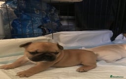 French Bulldog dogs for sale:  French bulldogs from £850 to £1700 in Liverpool - Image 16
