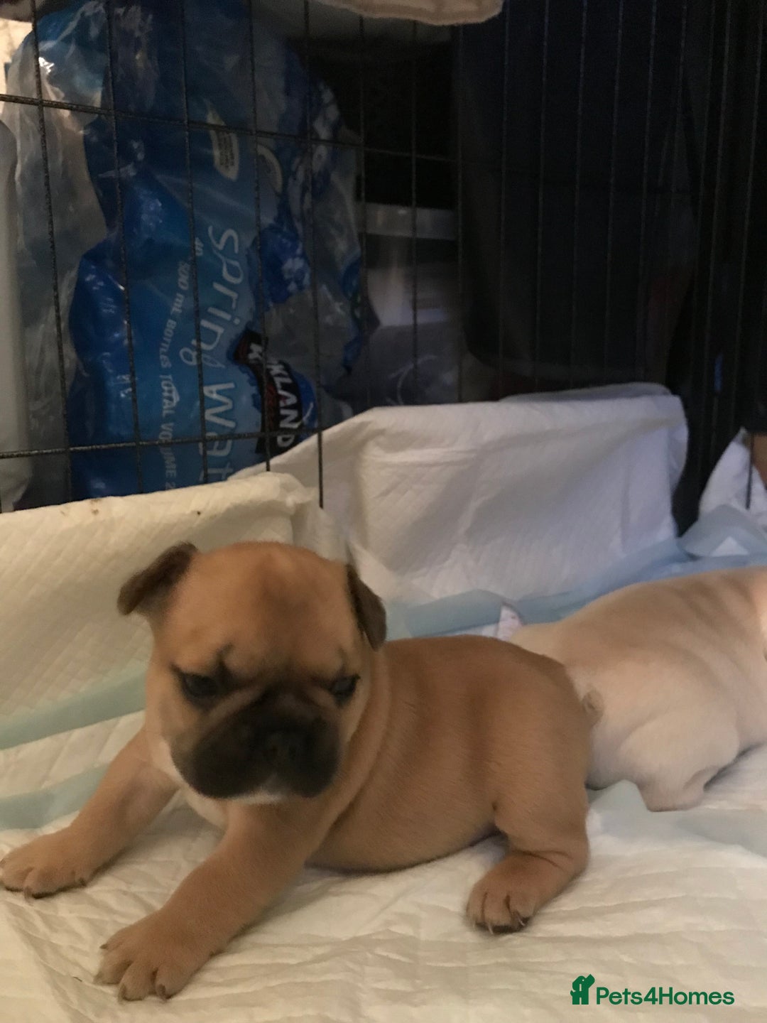French Bulldog dogs for sale:  French bulldogs from £850 to £1700 in Liverpool - Image 16