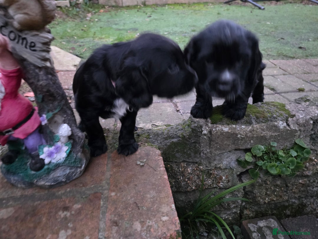 Cocker Spaniel dogs for sale: last puppy (girl) of the Working Cocker Spaniel - Advert 26