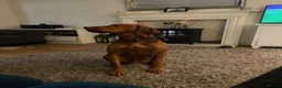 Hungarian Vizsla dogs for stud: Max is a purebred Hungarian vizsla  in Uckfield - Advert 2