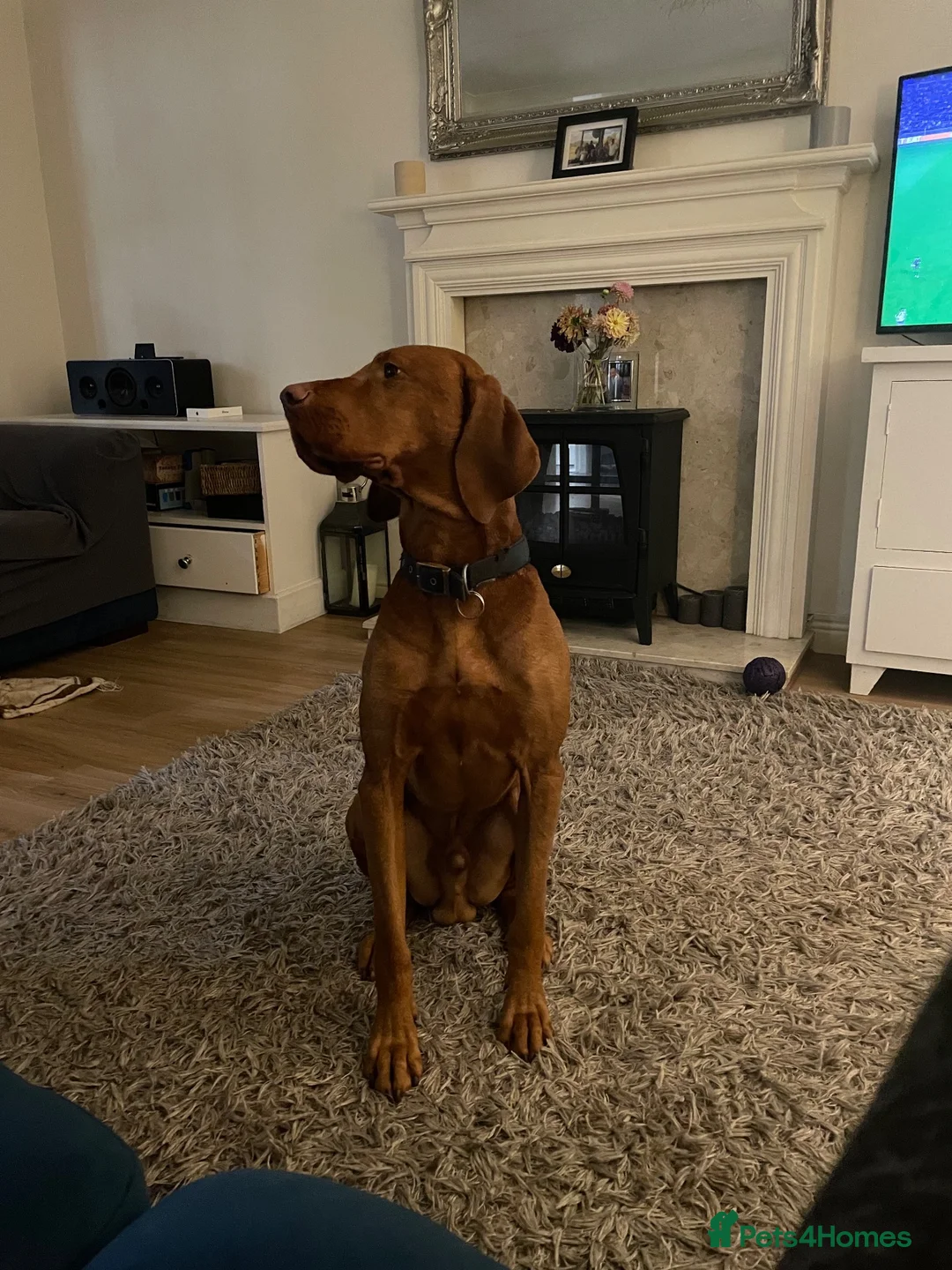 Hungarian Vizsla dogs for stud: Max is a purebred Hungarian vizsla  in Uckfield - Advert 2