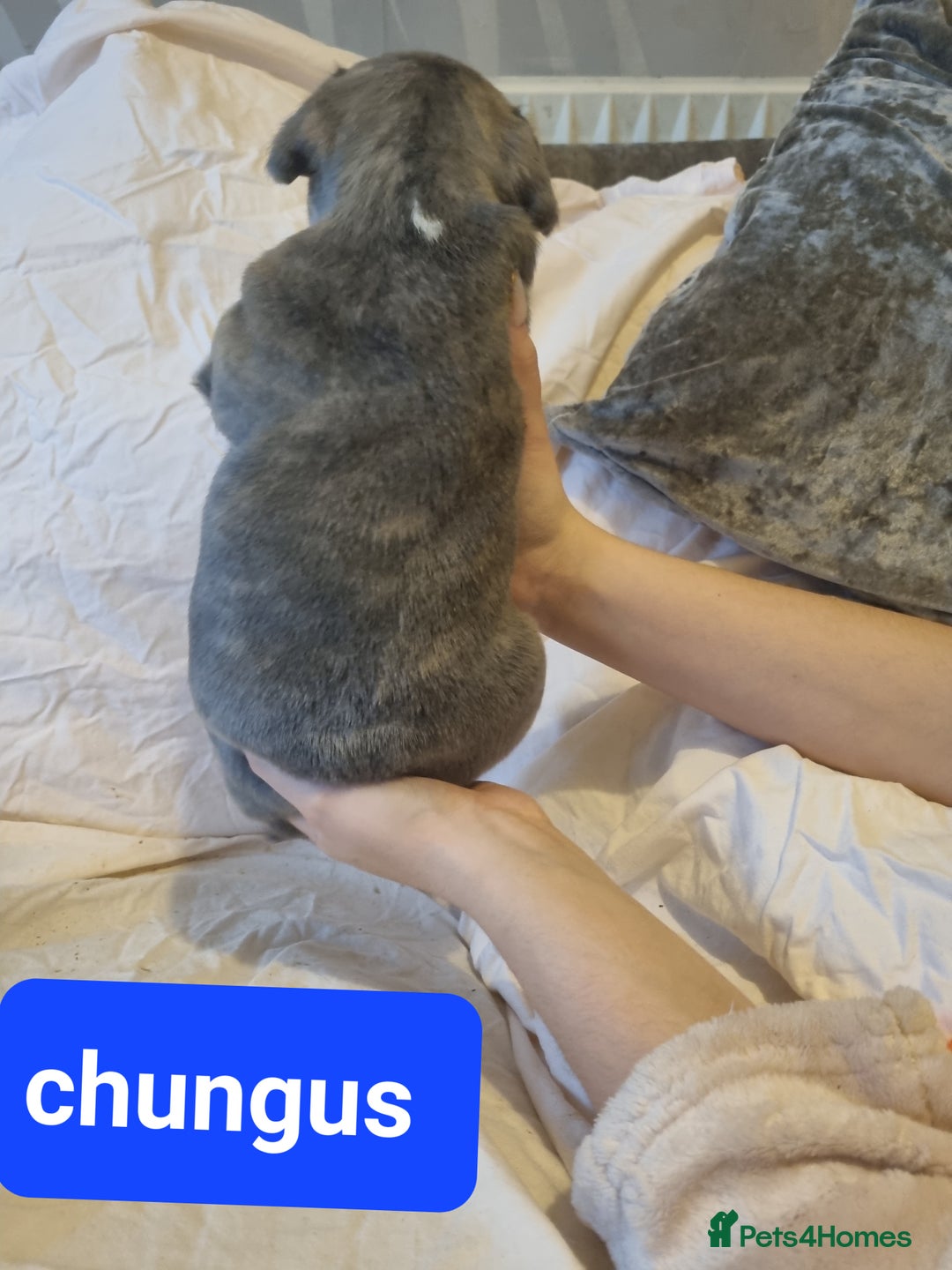 French Bulldog dogs for sale: Stunning litter of merle frenchies - Advert 10