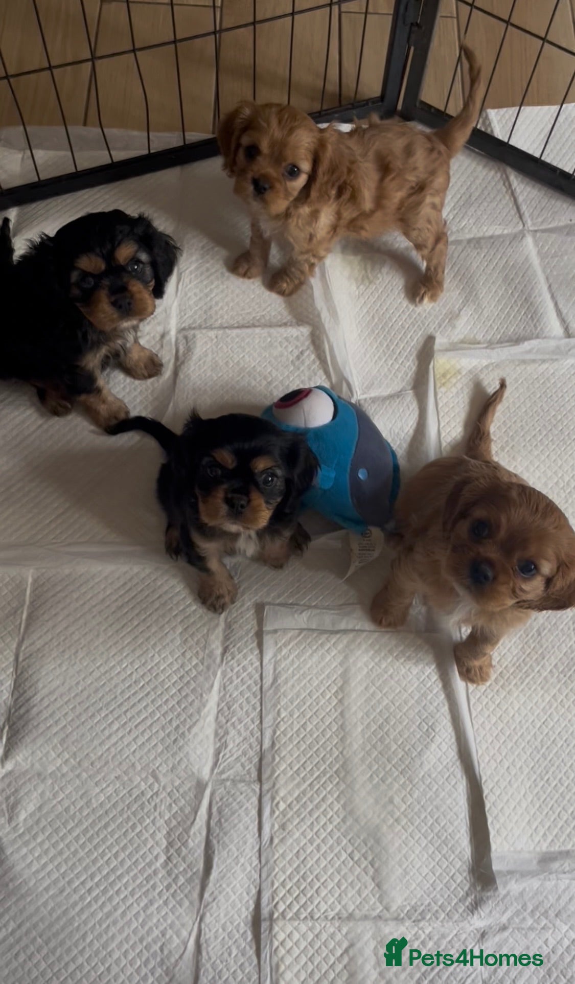 Cavalier King Charles Spaniel dogs Ready now! Beautiful cavalier pups KC registered - Advert 6