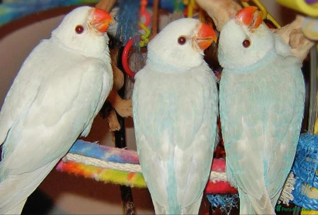 Ringnecks birds for sale: WANTED HANDREARED BLUE BABY MALE RINGNECK - Advert 6
