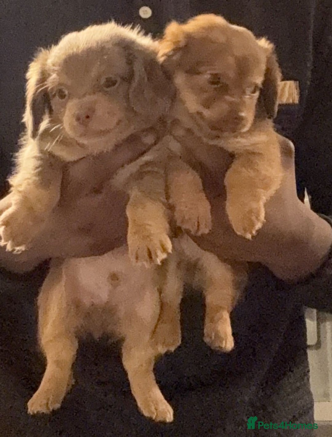 Miniature Dachshund dogs for sale: Stunning full pedigree Miniature Dachshunds  - Advert 3