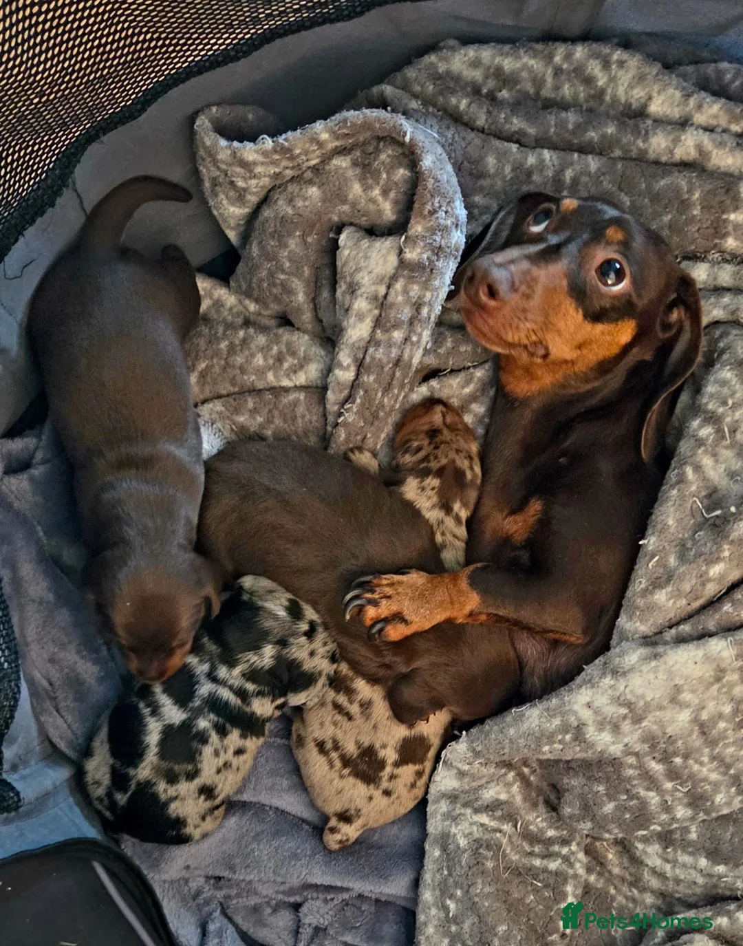 Miniature Dachshund dogs for sale: Miniature Dachshund Puppies 3 Girls & 1 Boy 🐾 - Advert 1