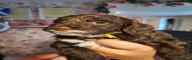 Cockapoo 7