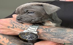 Mixed Breed dogs for sale: canó corso cross british bulldog stunning colours  - Image 17