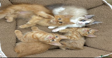 Mixed Breed cats - Advert 9