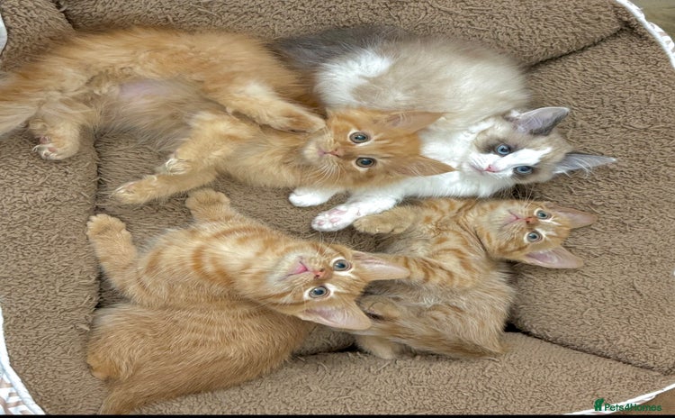 Mixed Breed cats - Advert 10