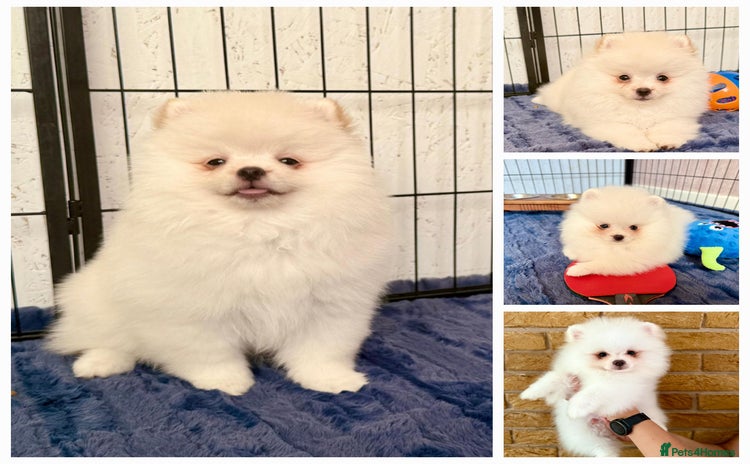 Pomeranian dogs - Advert 3