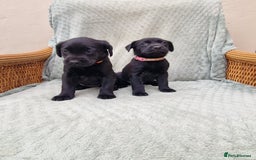 Labrador Retriever dogs for sale: **PEDIGREE, KC REGISTERED AND HIP SCORED** - Image 30