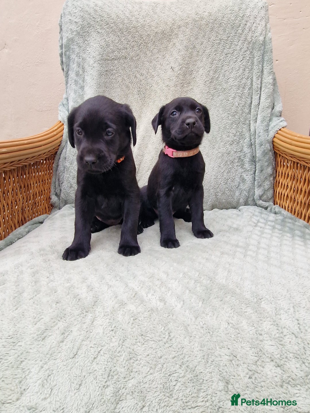 Labrador Retriever dogs for sale: **PEDIGREE, KC REGISTERED AND HIP SCORED** - Image 30