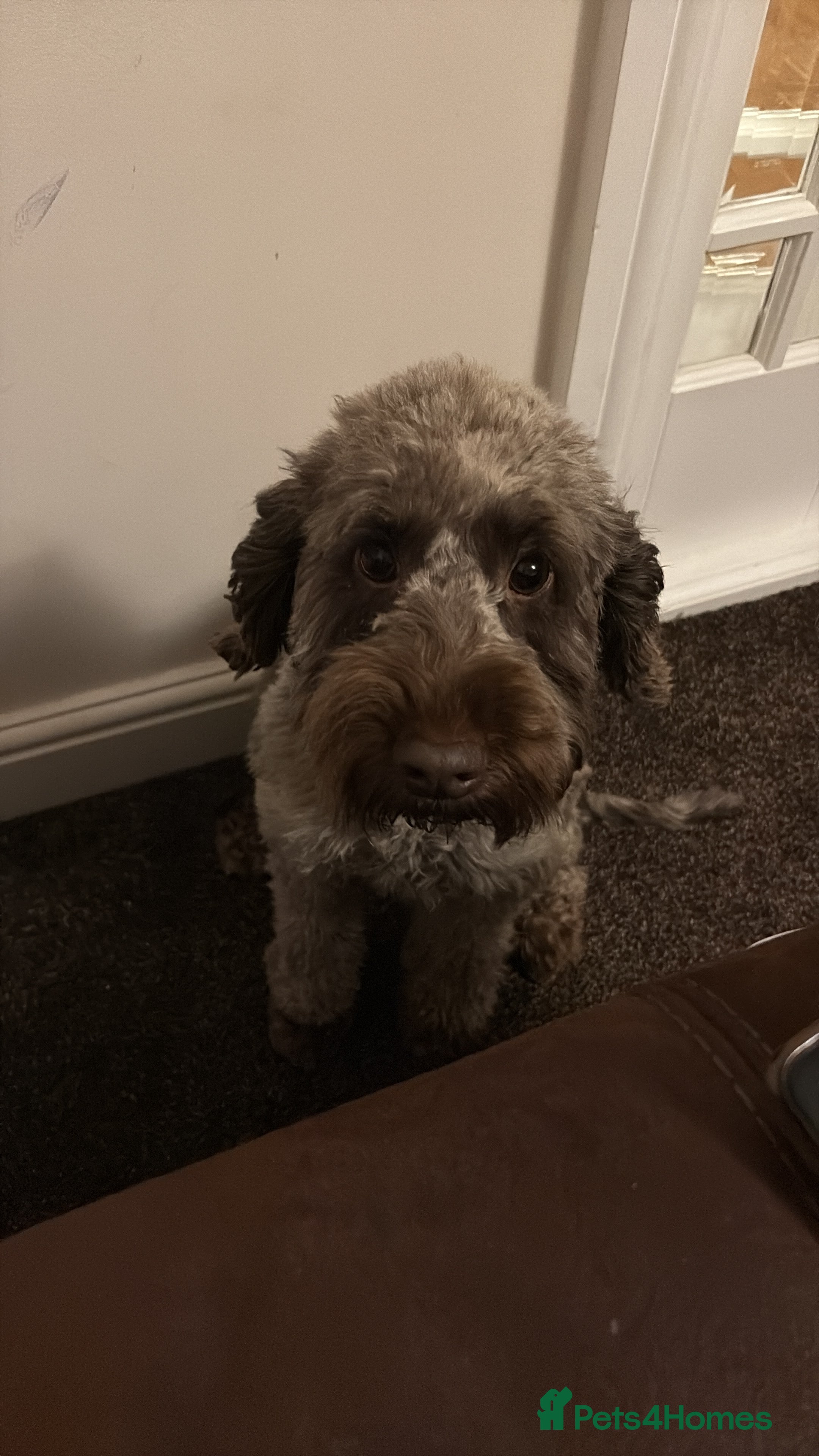 Cockapoo dogs Cockapoo bitch 2 years 5months - Advert 1