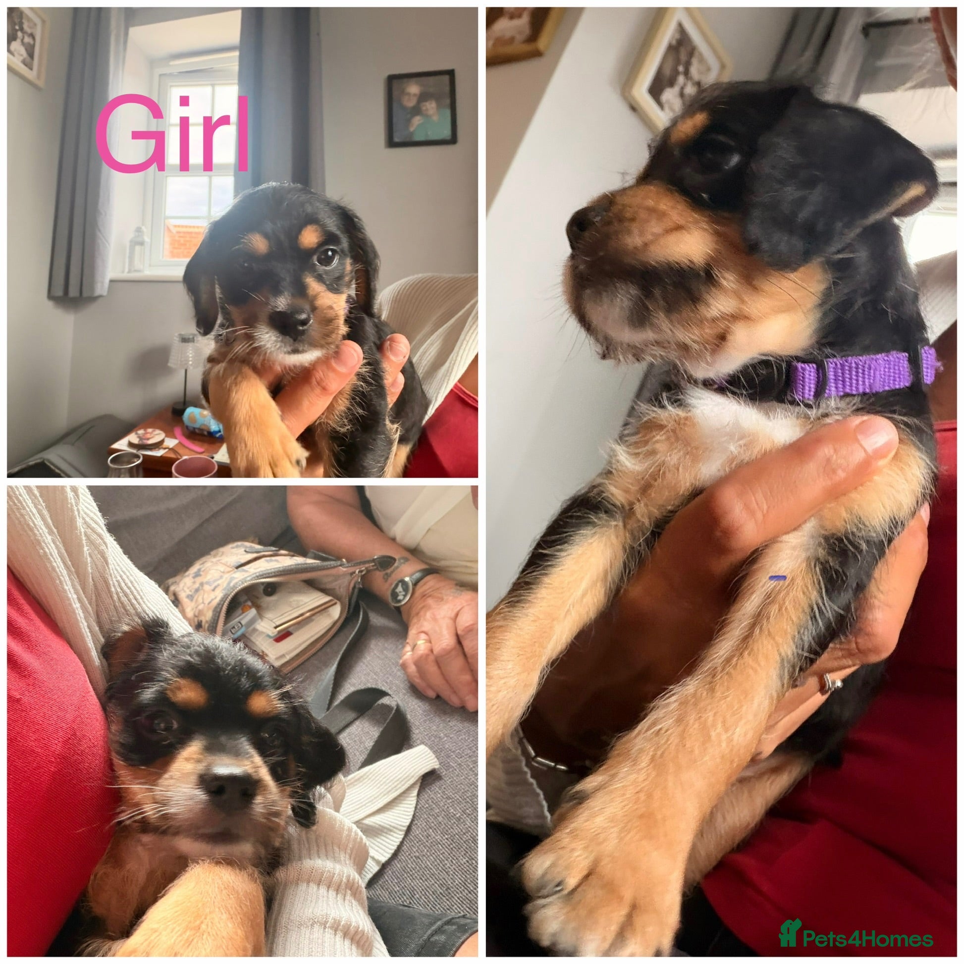Mixed Breed dogs Only  1 x girl left 6 cavapoos puppies  - Advert 10
