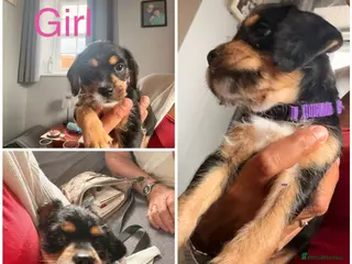 Mixed Breed dogs Only 1 x girl left 6 cavapoos puppies - Advert 1