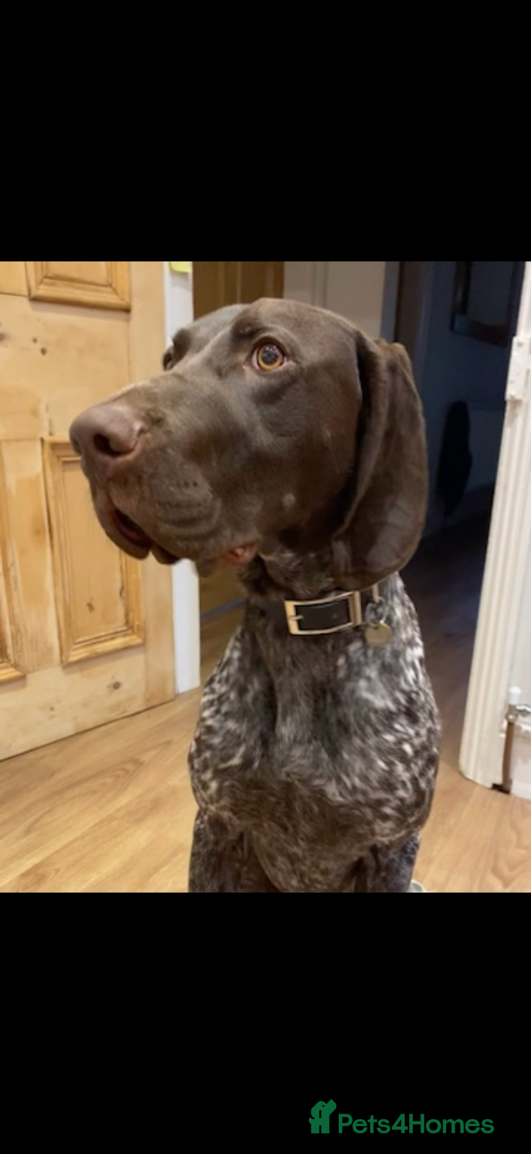 German Shorthaired Pointer dogs for sale: Perfect home needed for 3 year old GSP male - Advert 3