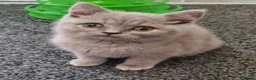 British Shorthair cats for sale: *LAST ONE* Female British Shorthair Kitten! - Advert 3