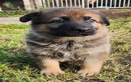 German Shepherd dogs for sale: KC reg German Shepherd Puppies - Family dogs - Image 9