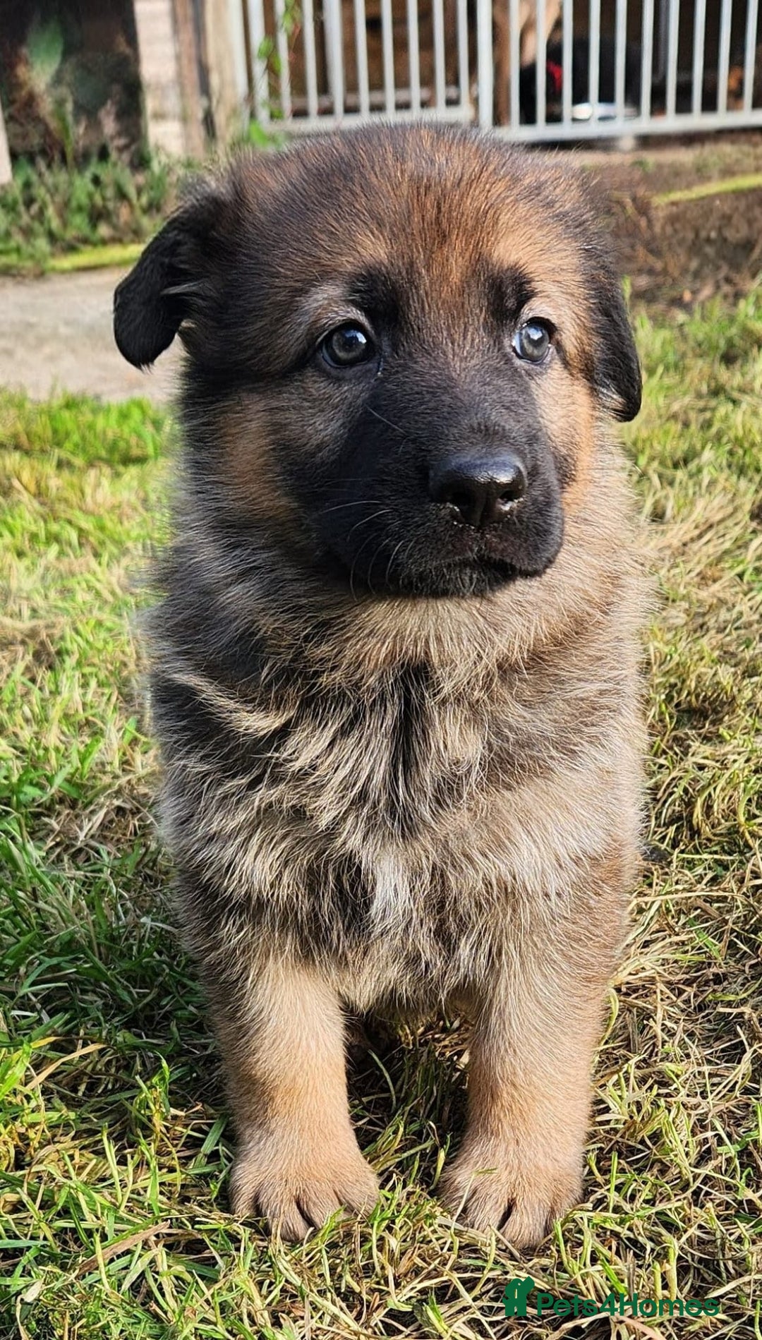 German Shepherd dogs for sale: KC reg German Shepherd Puppies - Family dogs - Image 9