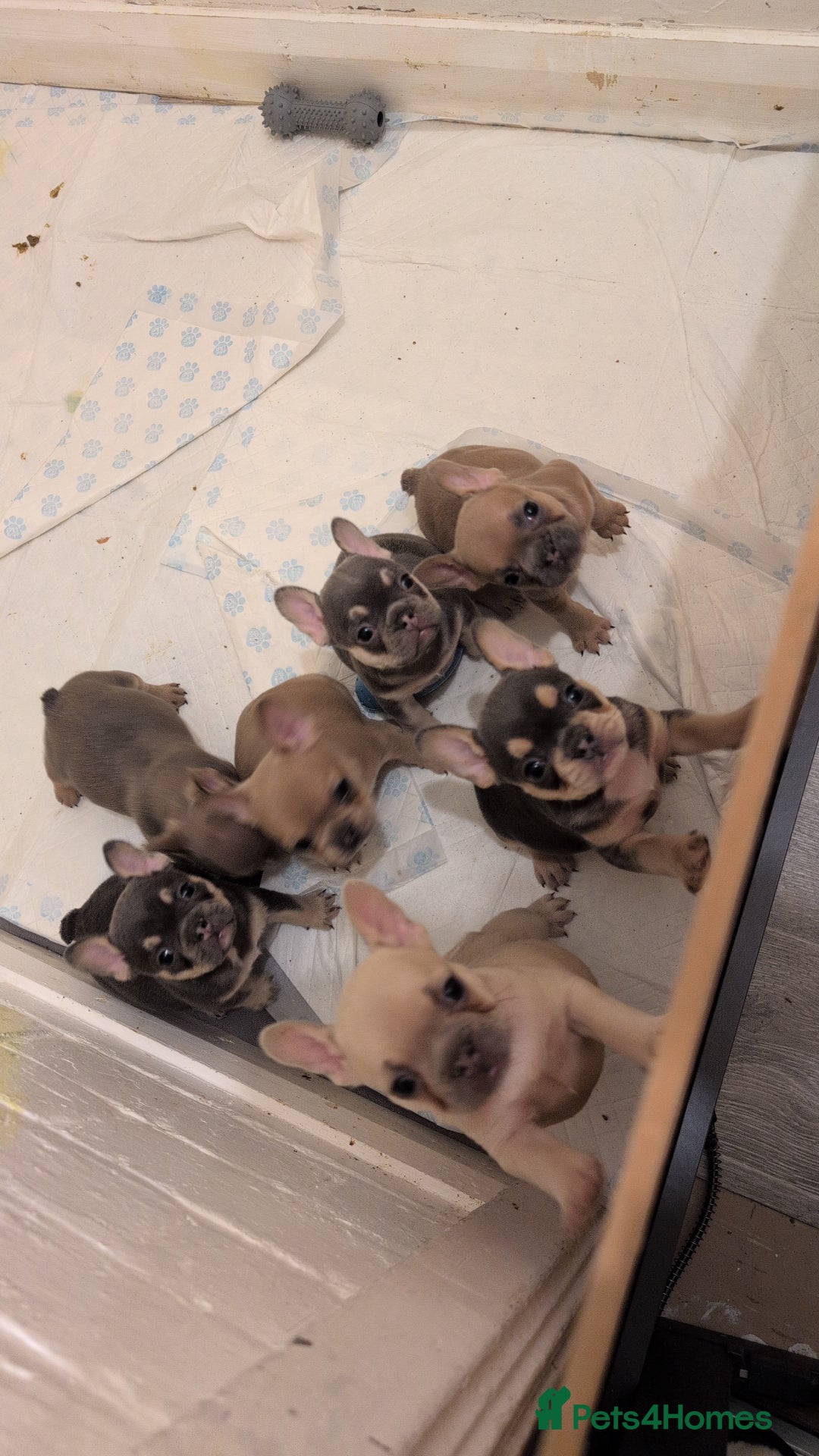 French Bulldog dogs for sale: Puppy frenchies - Advert 4