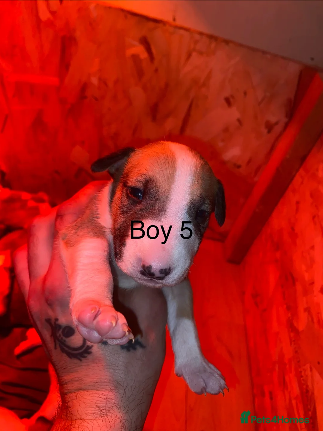 English Bull Terrier dogs for sale: English bull terrier puppies  - Advert 2