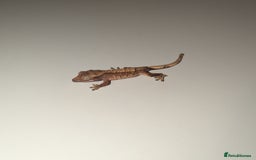 Gecko reptiles for sale: Lilly White Crested Gecko Hatchlings - Image 4