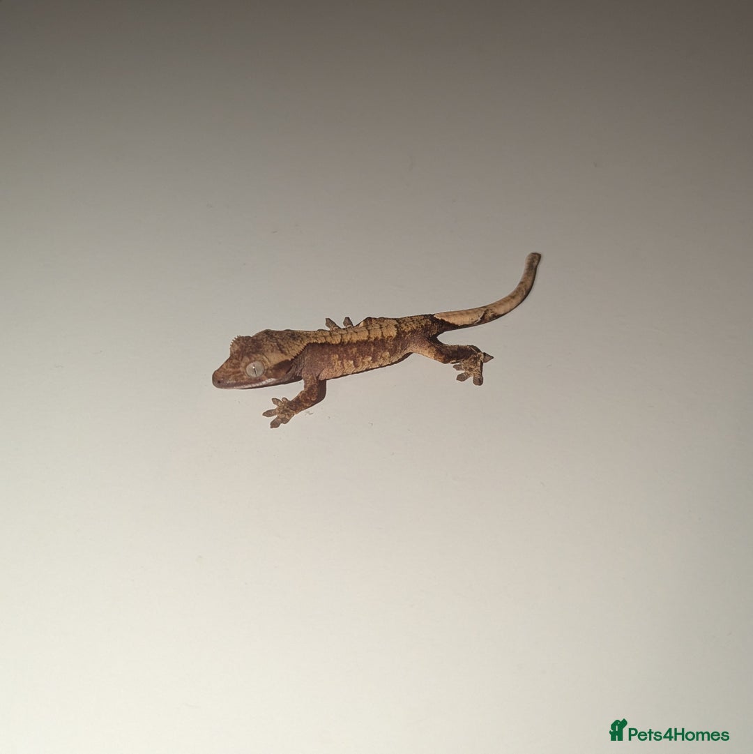 Gecko reptiles for sale: Lilly White Crested Gecko Hatchlings - Image 4