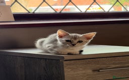 Mixed Breed cats for sale: Cute Kittens - Image 19