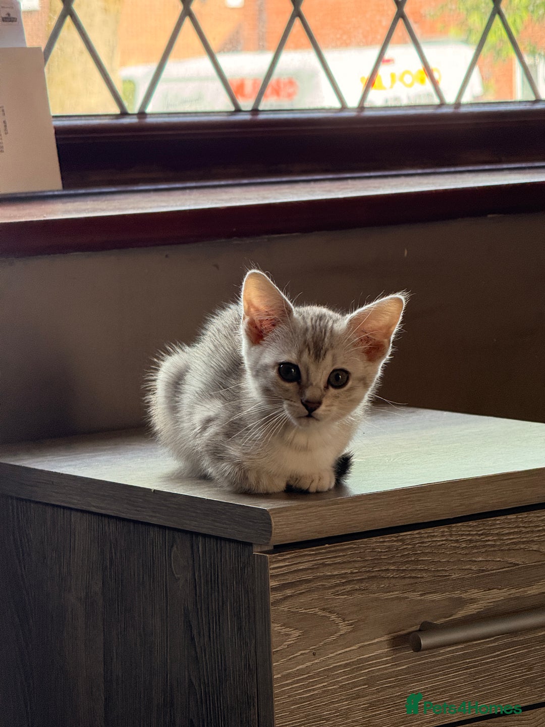 Mixed Breed cats for sale: Cute Kittens - Image 19