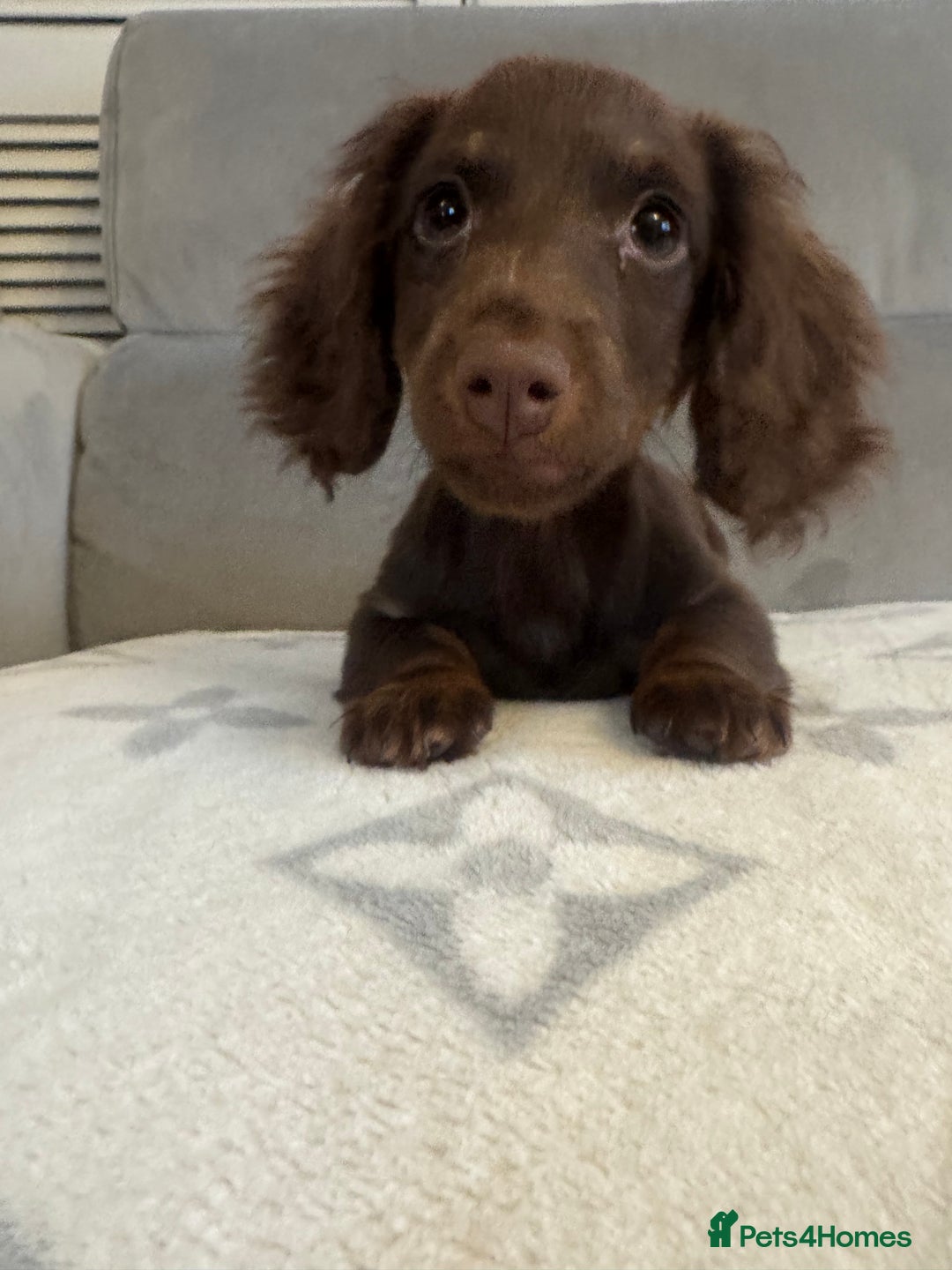 Dachshund dogs for sale: Female  - Advert 2