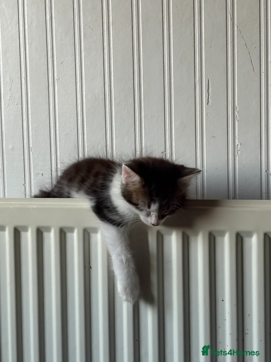 Norwegian Forest Cat cats for sale: 1 kitten left! 4 kittens Norwegian X Russian Blue - Advert 22