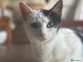 Mixed Breed cats Adorable Black and White Tuxedo Kittens - Advert 1