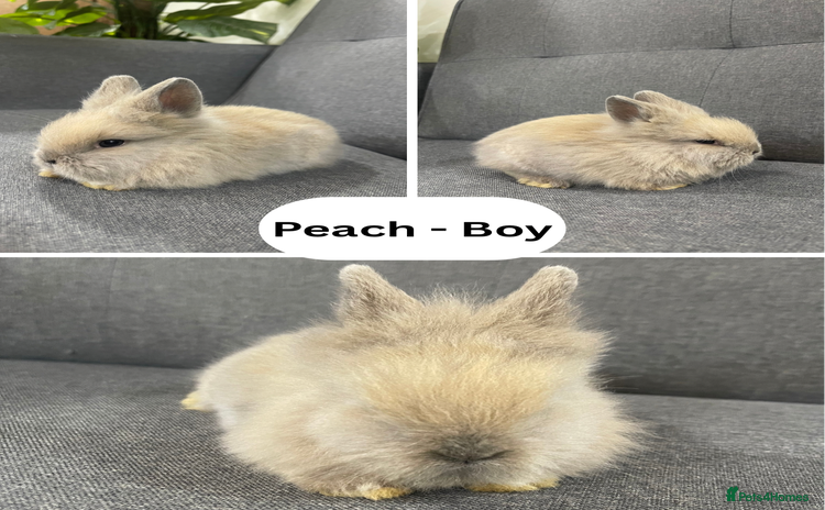 Lionhead rabbits - Advert 11