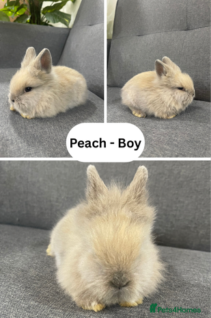 Lionhead rabbits - Advert 16