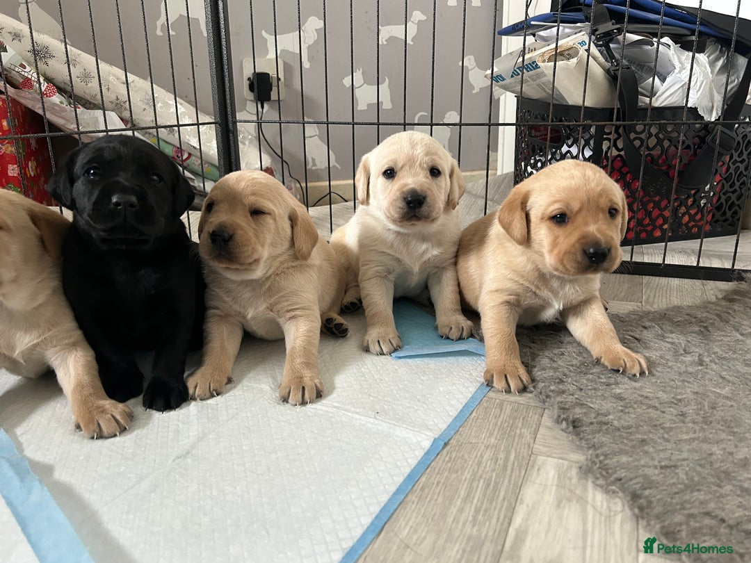 Labrador Retriever dogs for sale: KC registered Labrador boys for sale  - Advert 12