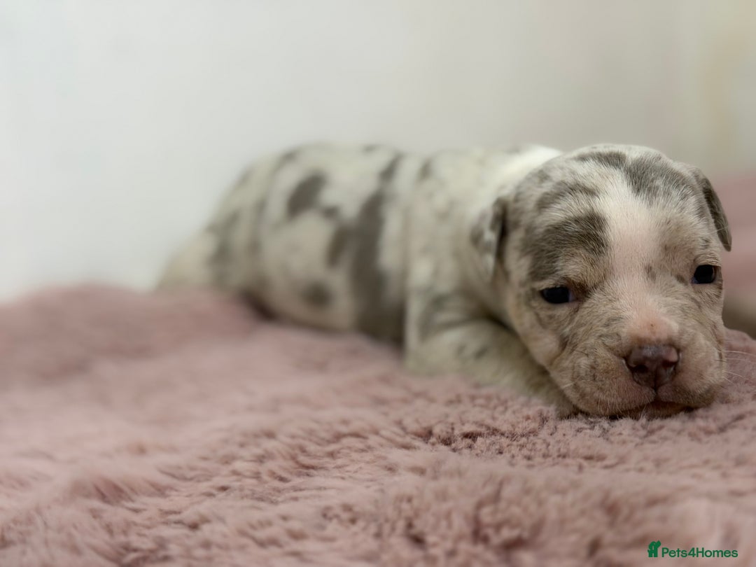 Olde English Bulldogge dogs for sale: Old English Bulldog PUPPIES 👀‼️ - Image 24