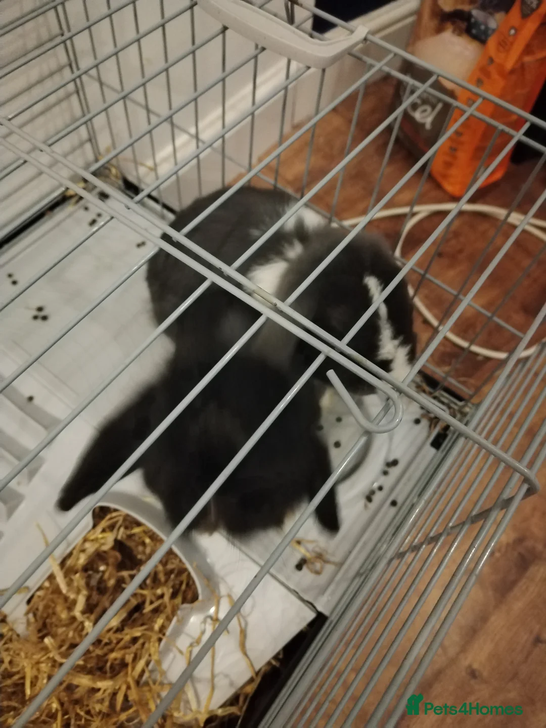 Mini Lop rabbits for sale: 2 x mini lops - Advert 5