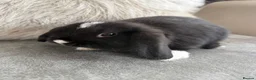 Mini Lop rabbits for sale: Lovely Mini Lops  - Advert 8